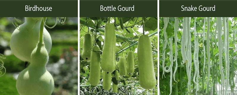 birdhouse gourds bottle gourds snake gourds varieties
